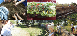 Dia da Agrofloresta